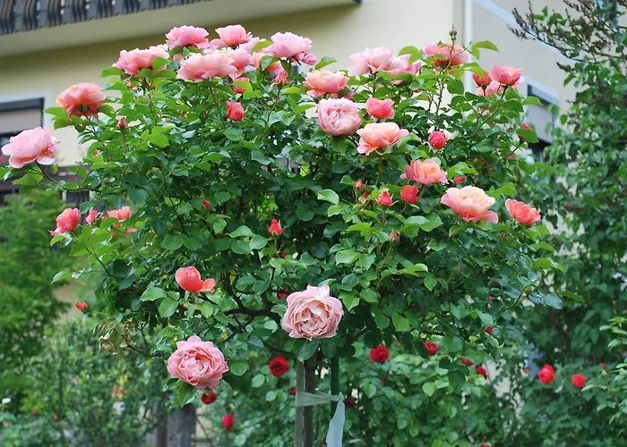 בית אירוח Gastehaus Jesse *